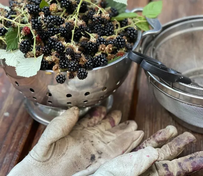 Harvest Time and Preparing for the Future in California - Art Garden Design https://artgardendesign.net/wp-content/uploads/01-sept.webp 3 Harvest Time and Preparing for the Future in California - Art Garden Design https://artgardendesign.net/wp-content/uploads/01-sept.webp blog