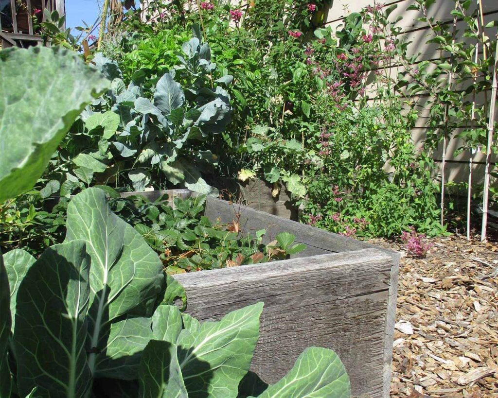 A Magical Food Forest - Art Garden Design https://artgardendesign.net/wp-content/uploads/a-magical-food-forest_0000s_0010_Layer-10.jpg Projects