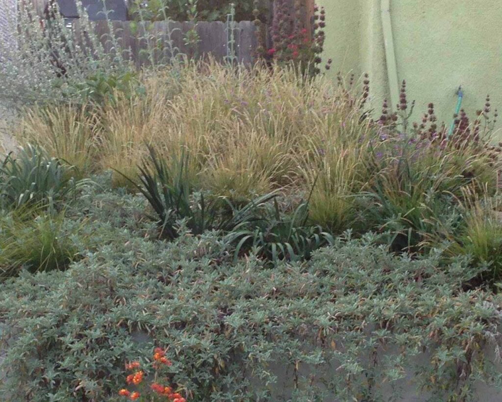 California Native Perennial Meadow - Art Garden Design https://artgardendesign.net/wp-content/uploads/california-native-perennial-meadow_0000s_0005_Layer-1.jpg Projects