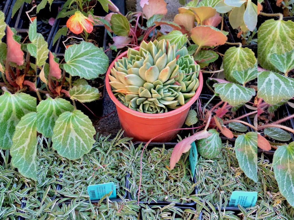 Planting Plans - Art Garden Design https://artgardendesign.net/wp-content/uploads/services-panting.jpg Service